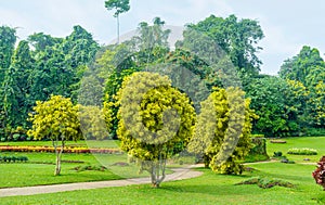 The tropic greenery of Kandy Garden