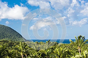 Tropic landscape with palms and sea in Guadeloupe
