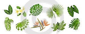 Tropic leaves. Jungle greenery, monstera and banana palm leaf, decorative tropical collection of exotic plants. Vector