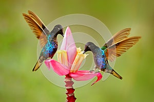 Tropic nature. Black blue hummingbird with pink red flower bloom, sucking nectar with open wings. Velvet-purple Coronet,