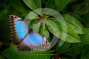 Tropic nature in Costa Rica. Blue butterfly, Morpho peleides, sitting on green leaves. Big butterfly in forest. Dark green vegetat photo