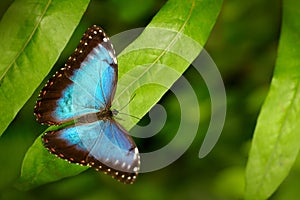 Tropic nature forest. Blue Morpho, Morpho peleides, big butterfly sitting on green leaves, insect in the nature habitat, Mexico.