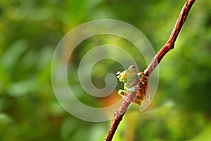 Tropic nature in forest. Olive Tree Frog, Scinax elaeochroa, sitting on big green leaf. Frog with big eye. Night behaviour in Cost photo