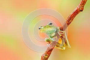 Tropic nature in forest. Olive Tree Frog, Scinax elaeochroa, sitting on big green leaf. Frog with big eye. Night behaviour in Cost