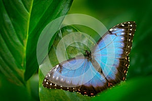 Tropic nature in Nicaragua. Blue butterfly, Morpho peleides, sitting on green leaves. Big butterfly in forest. Dark green vegetati