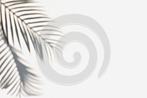 Tropic palm leaf shadow on the white wall.