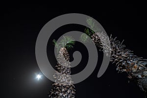 Tropic palm tree at night