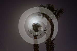 Tropic palm tree at night