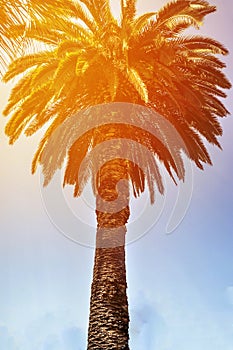 Tropic palm trees against sunset sky. Silhouette of tall palm trees. Tropic evening landscape