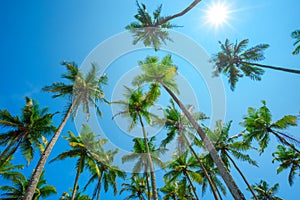 Tropic palm trees on a beach with shining sun