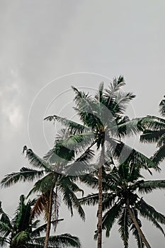 Tropic palms over the sky