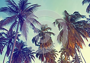 Tropic palms, toned photo