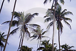 Tropic pulms on the sky background