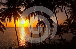 Tropic sunset photo