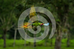 Tropic wildlife. Great green macaw, Ara ambiguus, also known as Buffon`s macaw. Wild tropical forest bird, flying with