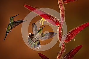 Tropic wildlife. Scaly-breasted Hummingbird, Phaeochroa cuvierii, sucking nectar from red heliconia tree. Bird fly photography in