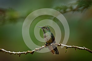 Tropic wildlife. Scaly-breasted Hummingbird, Phaeochroa cuvierii, sucking nectar from red heliconia tree, Costa Rica. Bird
