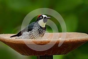 Tropic woodpecker in dish. Woodpecker, Costa Rica mountain forest, Acorn Woodpecker, Melanerpes formicivorus. Bird sitting on ston