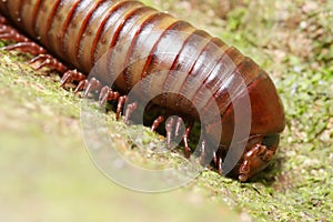 Tropica millipede