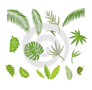 Tropical abstract green leaves collection isolated on white background. n