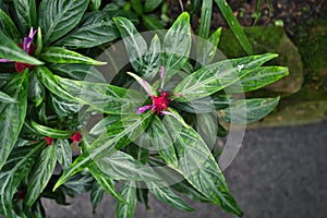 Tropical `Acanthaceae Justicia Lanceolata` plant in full bloom with pink flower