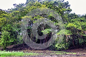 Tropical aerial plant roots in the Amazon Rain Forest