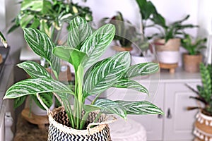 Tropical `Aglaonema Stripes` houseplant with long leaves with silver stripe pattern in flower pot