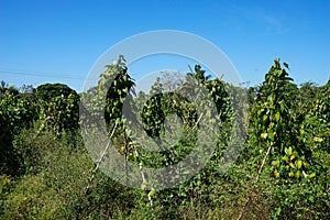 Tropical agricultural land. Yams field