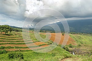 Tropical agriculture landscape
