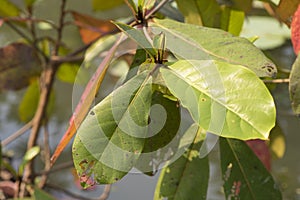 Tropical almond, Bengal almond, Indian almond, Sea almond, Beach almond (Terminalia catappa). Leaves.