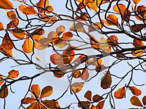 Tropical almond leaf(Terminalia catappa)