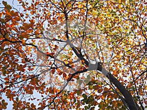 Tropical almond leaf(Terminalia catappa)