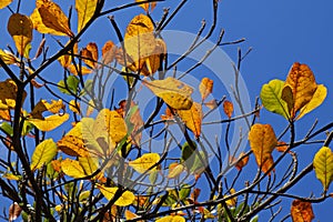 Tropical almond leaves in autumn, Terminalia catappa