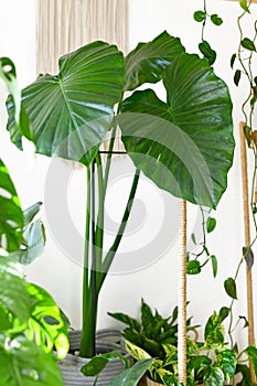 Tropical `Alocasia Macrorrhizos` Giant Taro plant surrounded by other house plants