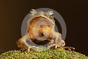 tropical amazon toad on moss