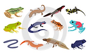 Tropical amphibian. Different frogs and lizards breed, toad and chameleon various colors, salamander, newt and triton