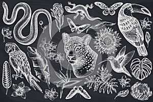 Tropical animals hand drawn vector illustrations collection. Chalk leopard, snake, lizard, hummingbird, toucan