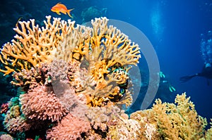 Tropical Anthias fish with net fire corals