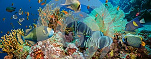 Tropical Anthias fish with net fire corals photo