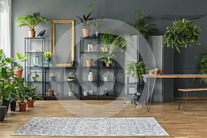 Tropical apartment interior with many plants, dark walls with mo photo