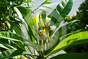 Tropical apartment plant with yellow flowers