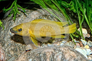 Tropical aquarium fish