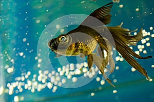 Tropical aquarium fish