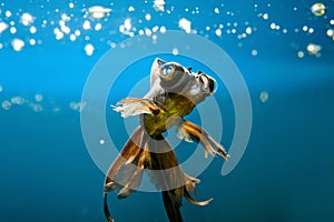 Tropical aquarium fish