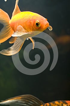 Tropical aquarium fish