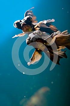 Tropical aquarium fish