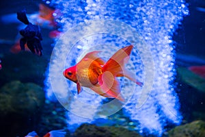 Tropical and aquarium goldfish in blue water.