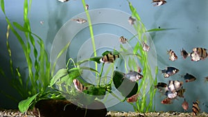 A tropical aquarium with plants and fish Barbus Tetrazona