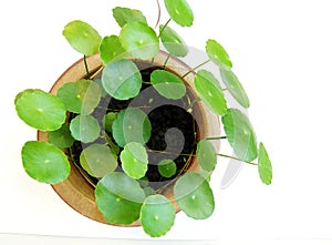 Tropical aquatic plant in pot photo