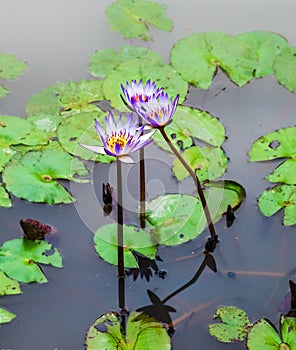 The tropical aquatic plant purple water lilies in the pond